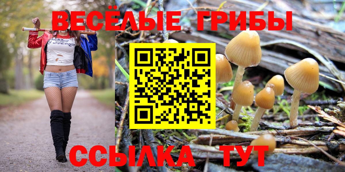 Балашов  Галлюциногенные грибы Psilocybine cubensis  Вход с VPN 